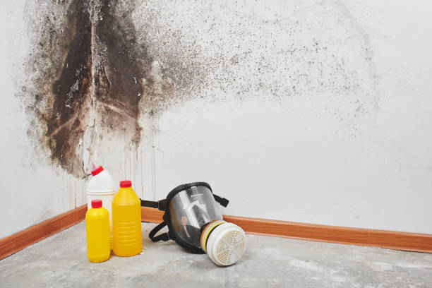 Best Mold Remediation for Specific Building Types in Dunn Loring, VA
