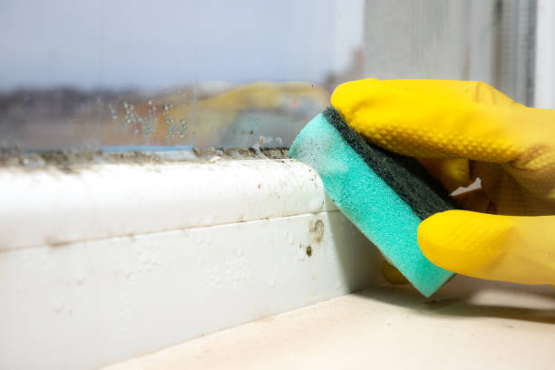Best Emergency Mold Remediation in Dunn Loring, VA