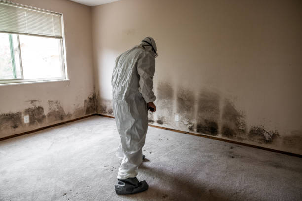 Best Emergency Mold Remediation in Dunn Loring, VA
